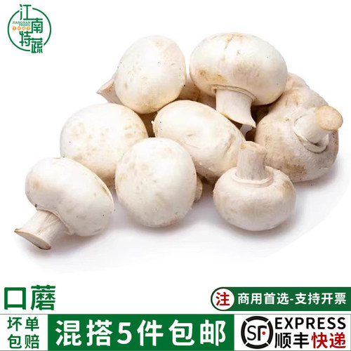 口蘑新鲜白蘑菇双孢菇煲汤