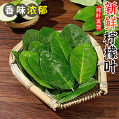 新鲜柠檬叶青柠叶西餐厅香料料理烹饪冷饮奶茶店调料冬阴功汤原料