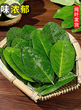 新鲜柠檬叶青柠叶西餐厅香料料理烹饪冷饮奶茶店调料冬阴功汤原料