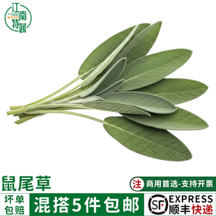 新鲜鼠尾草50g南丹参Sage西餐新鲜香料菜香草香料鼠尾草叶子调味