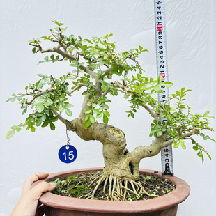 张氏微景园对节白蜡树老桩熟桩中小型阳台盆景一物一拍绿植造型