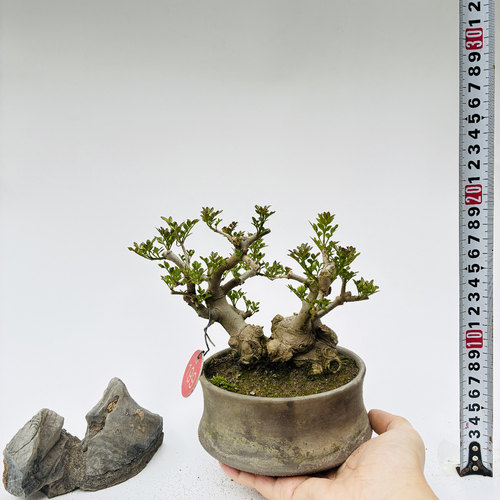 矮霸对节白蜡微型盆景小苗素材新手练手桩一物一拍植物老熟桩双杆
