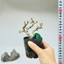 一物一拍迷你拇指盆对节白蜡小微型熟桩矮霸掌中宝盆景绿植茶杯盆