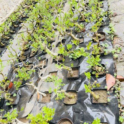 张氏微景园对节白蜡微型小苗盆景素材新手练手桩植物熟桩随机造型