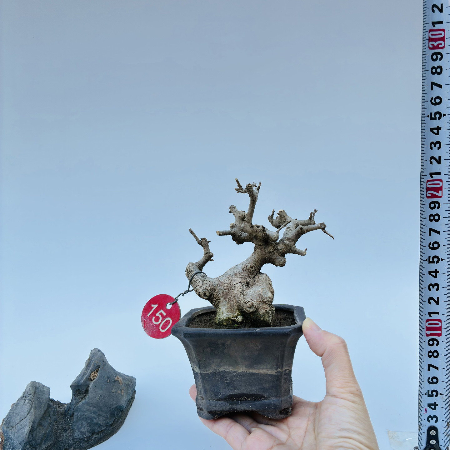 矮霸对节白蜡微型盆景小苗素材新手练手桩一物一拍植物老熟桩双杆,鲜花速递/花卉仿真/绿植园艺,绿植,淘宝优惠券,粉丝福利购,淘宝优惠卷