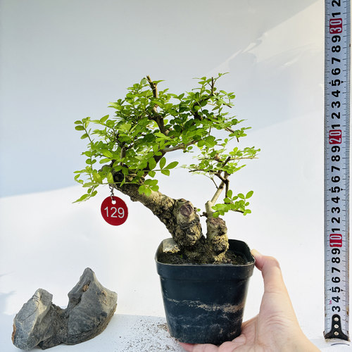 张氏微景园掌盆对节白蜡办公桌
