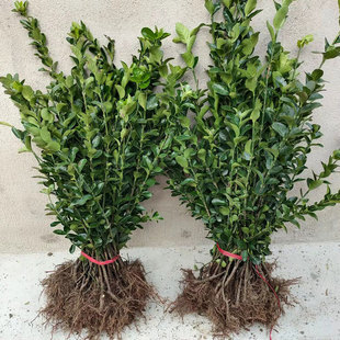 植树节树苗冬青苗庭院园林绿化四季常青工程绿化苗事业单位种包邮