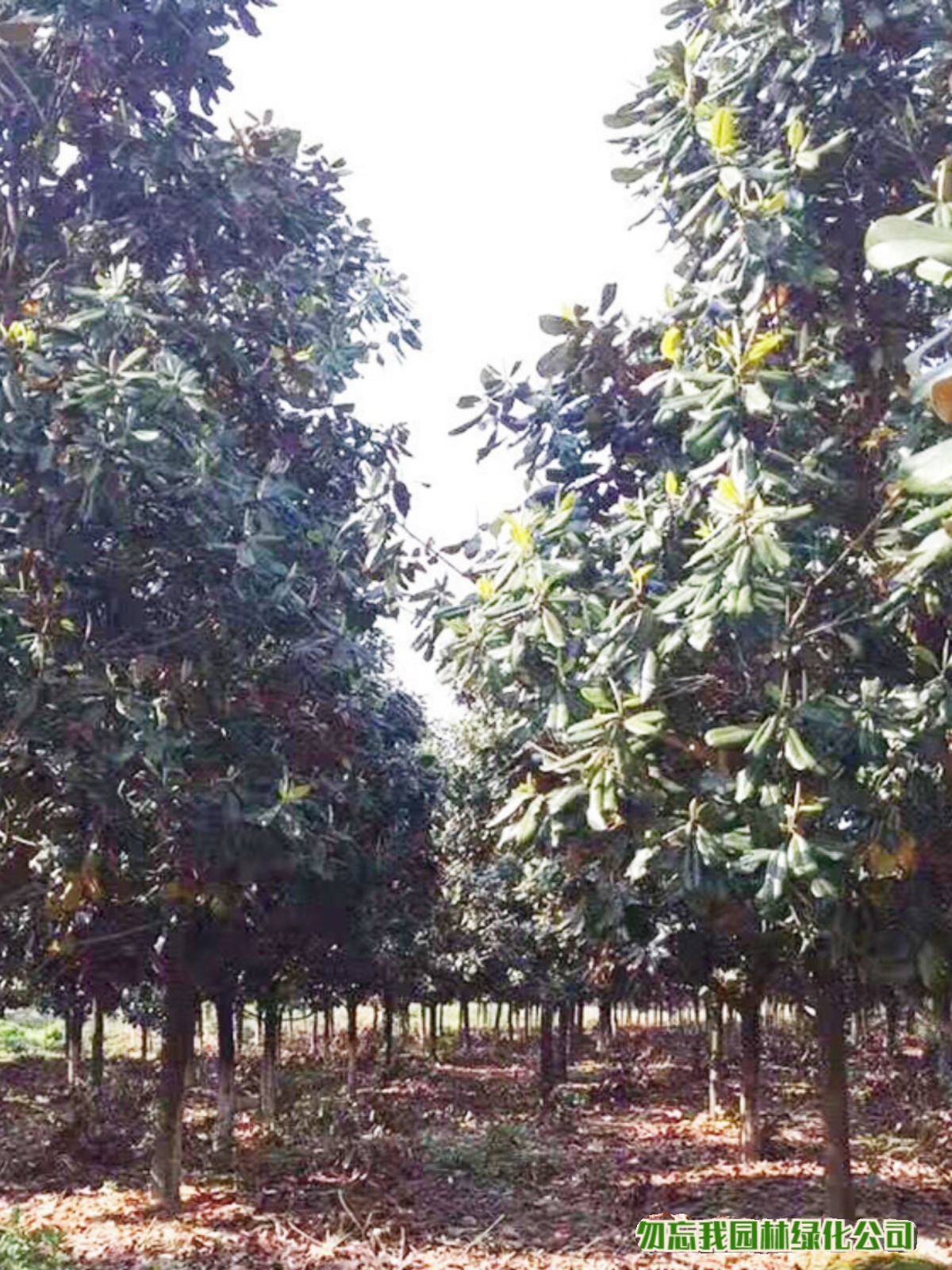 荷花玉兰大树广玉兰大树苗 荒山造林苗圃绿化树苗 8-30公分粗