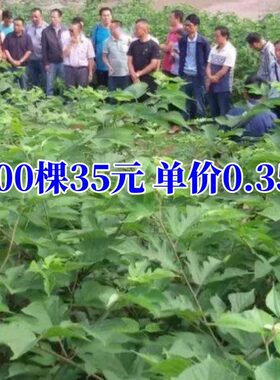 100万棵构树苗猪牛羊吃青储饲料