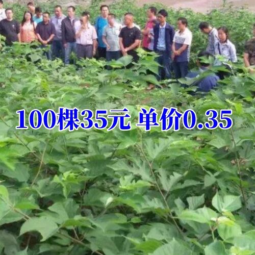 100万棵构树苗猪牛羊吃青储饲料