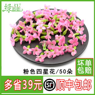 新鲜繁星花 粉色四星花 酒店西餐摆盘装饰鲜花 非山蒜花冷艺装饰