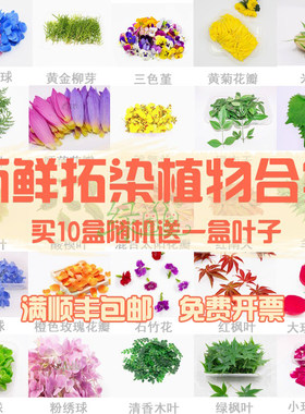 植物敲拓染鲜花绿植树叶押花
