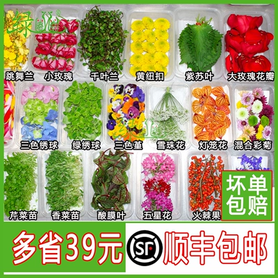 新鲜薄荷叶清香木叶子蛋糕装饰芽苗西餐厅冷菜三色堇摆盘装饰花草