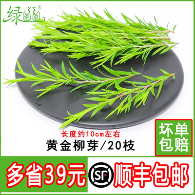 新鲜采摘树叶摆盘花草