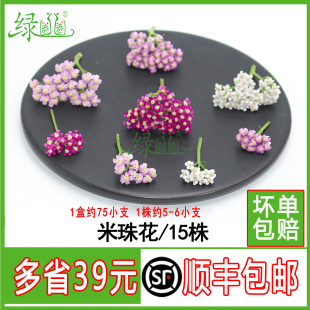 新鲜米珠花 三色千叶西洋蓍草酒店摆盘花草 蛋糕烘焙饮品装饰叶子
