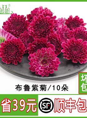 新鲜紫彩菊花紫雏菊装饰鲜花点缀