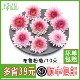 新鲜粉菊花 饰鲜花点缀 10朵西餐酒店餐饮蛋糕装 粉雏菊 布鲁粉菊