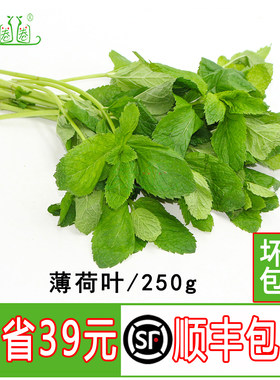 新鲜薄荷叶留兰香烘焙调酒香料