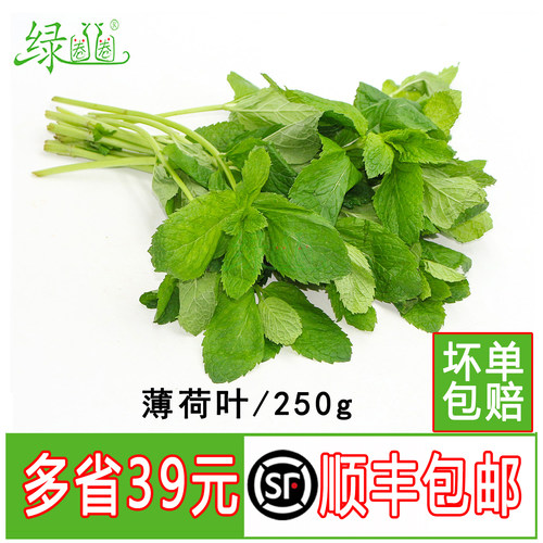 新鲜薄荷叶留兰香烘焙调酒香料