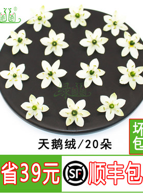 小花天鹅绒日料鲜花草