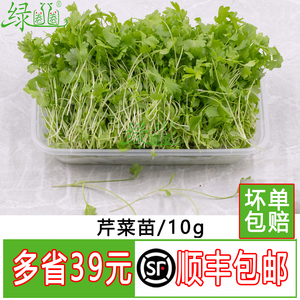 芹菜苗可食用芽苗菜冷艺摆盘