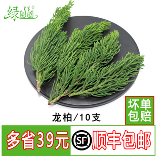 新鲜龙柏松松树叶松枝西餐摆盘装饰枝条酒店餐饮摆盘鲜花草10支装