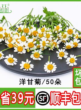 新鲜洋甘菊摆盘装饰装饰点缀