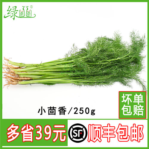 新鲜小茴香菜时令特色