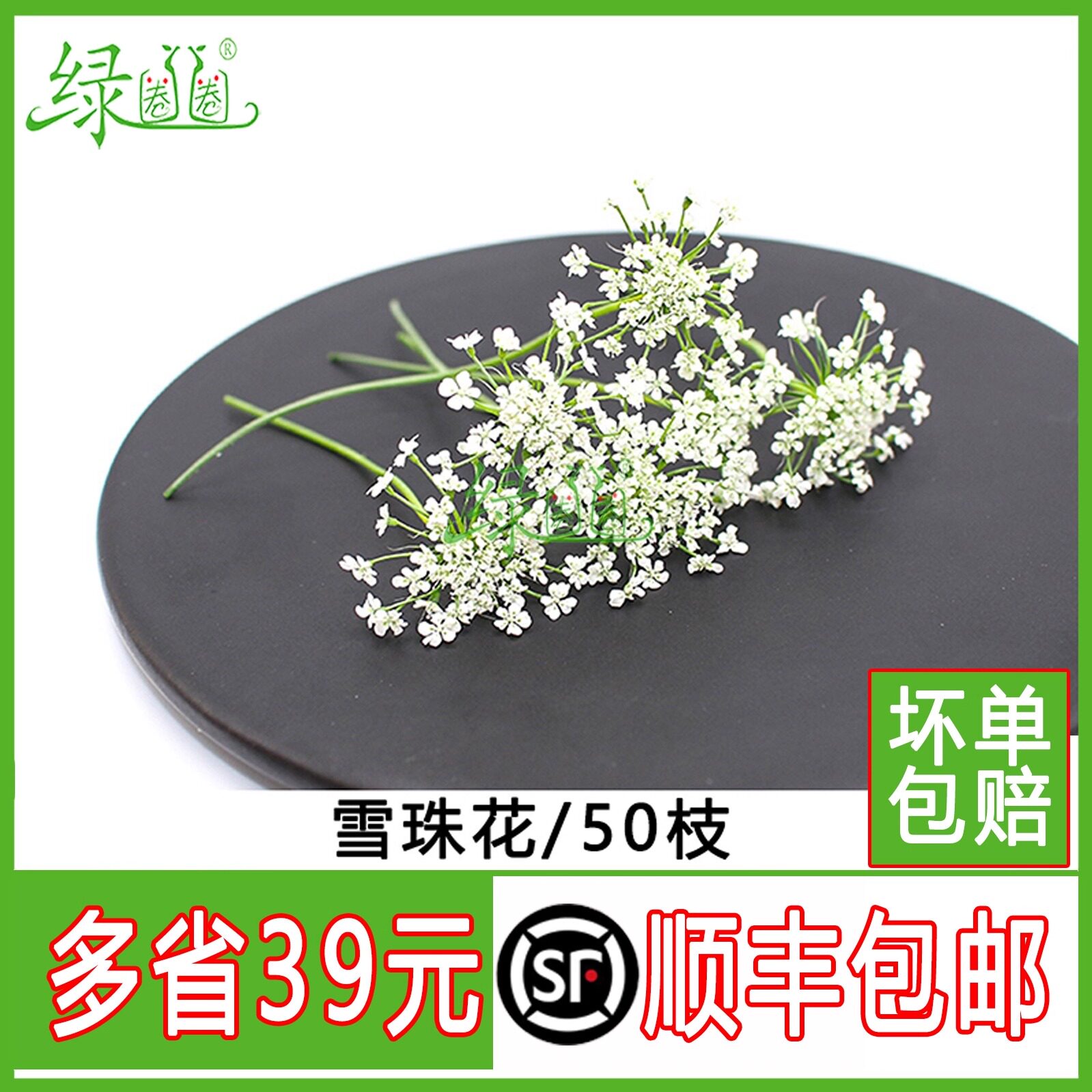 新鲜雪珠花 50支 西餐摆盘菜装饰餐饮摆盘鲜花草烘焙花草