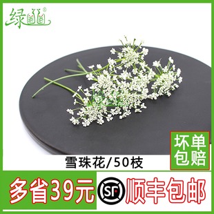 新鲜雪珠花 50支 西餐摆盘菜装饰餐饮摆盘鲜花草烘焙花草