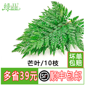 新鲜杨子叶 饰点缀10支 花草酒店西餐烘焙摆盘装 高山羊齿叶 芒叶