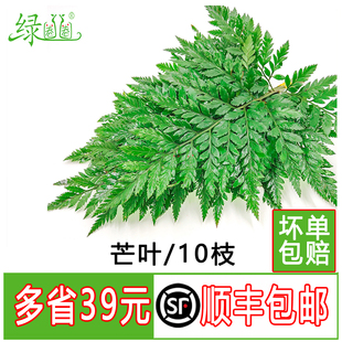 新鲜杨子叶 高山羊齿叶 芒叶 花草酒店西餐烘焙摆盘装饰点缀10支