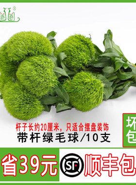 新鲜绿毛球绿石竹把装装饰点缀