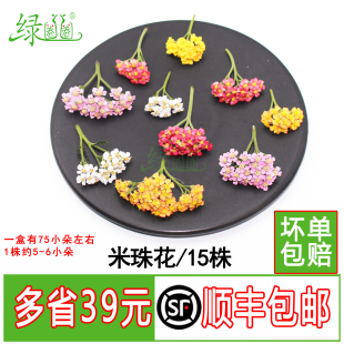 新鲜米珠花 三色千叶西洋蓍草酒店摆盘花草 蛋糕烘焙饮品装饰叶子
