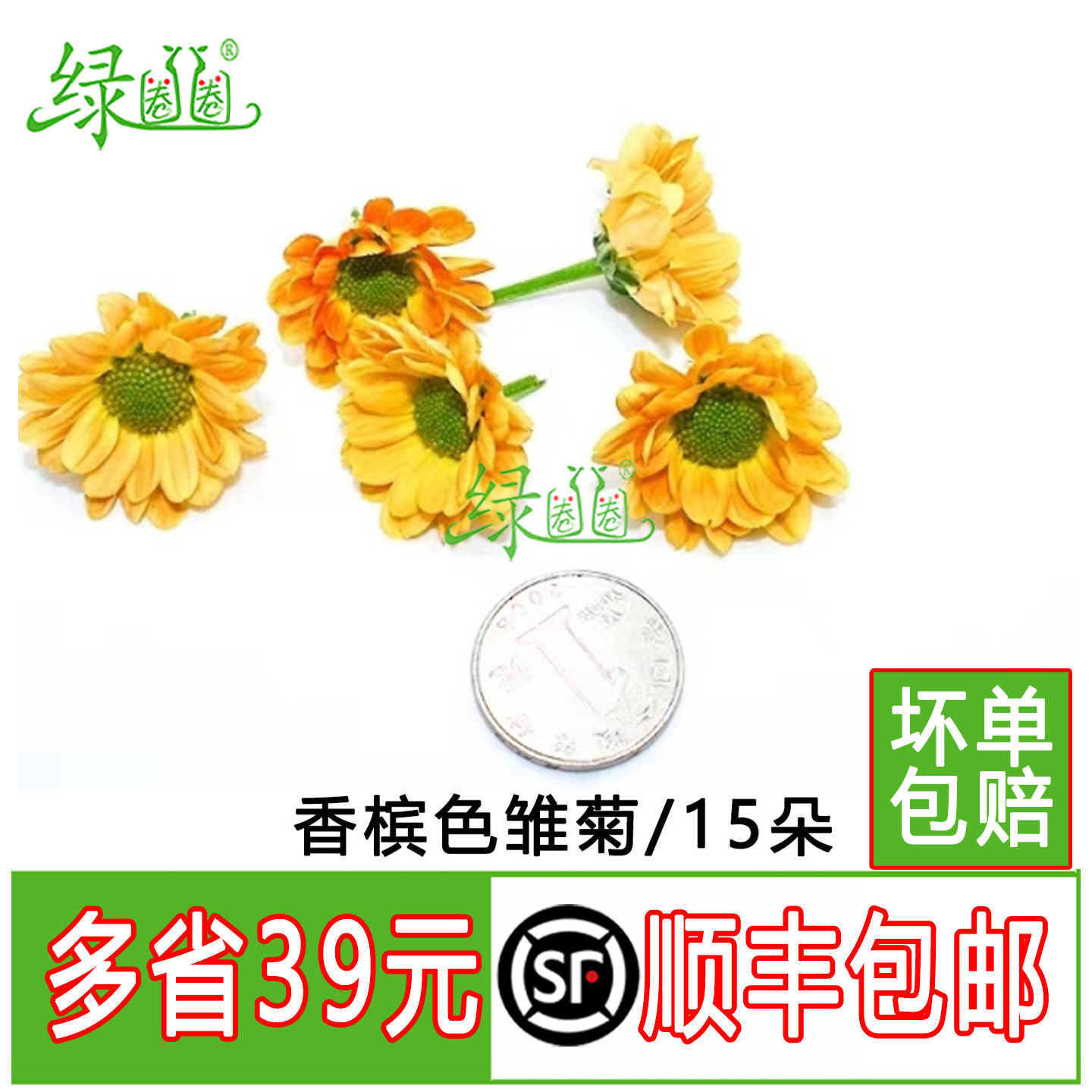 新鲜彩菊 香槟色雏菊 小彩菊 日料西餐酒店西餐摆盘装饰点缀花草