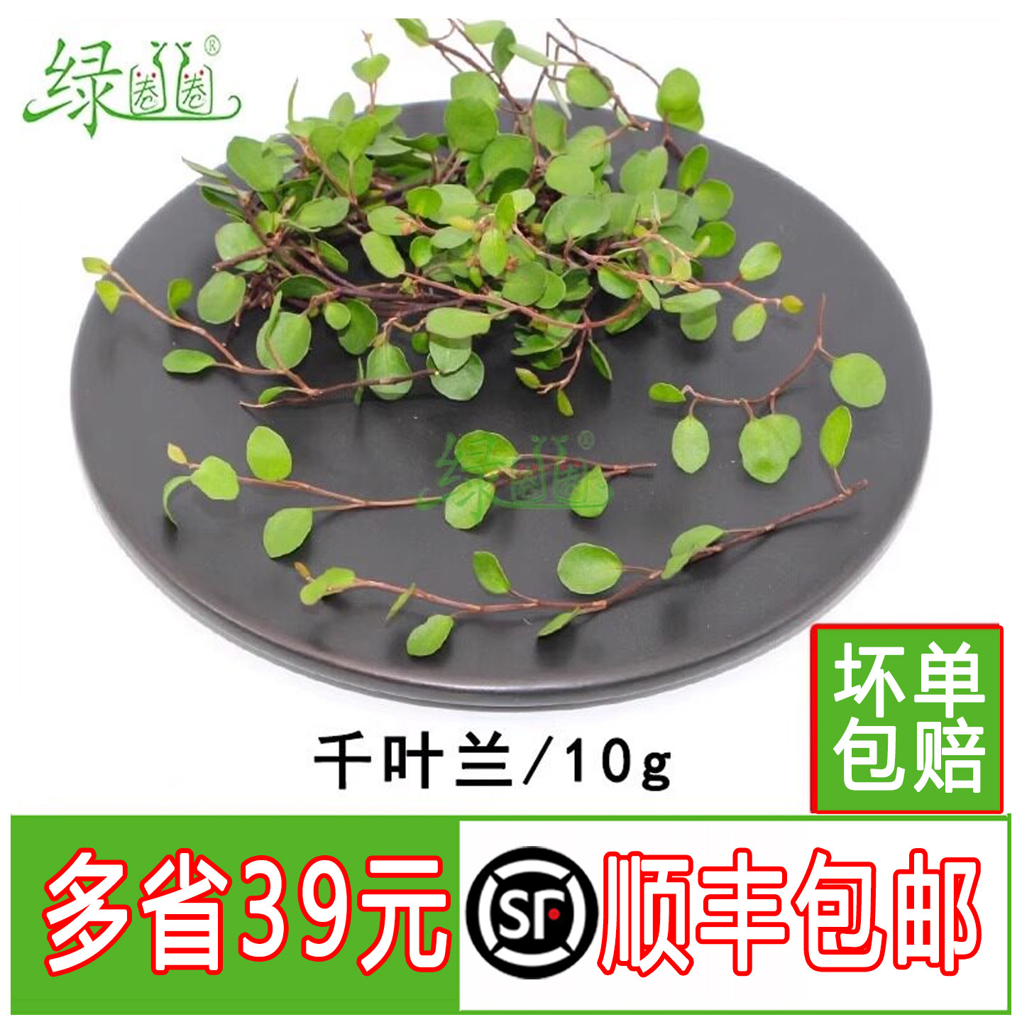 新鲜千叶兰长寿藤吊兰叶子花草西餐酒店餐饮摆盘甜品装饰新鲜采摘