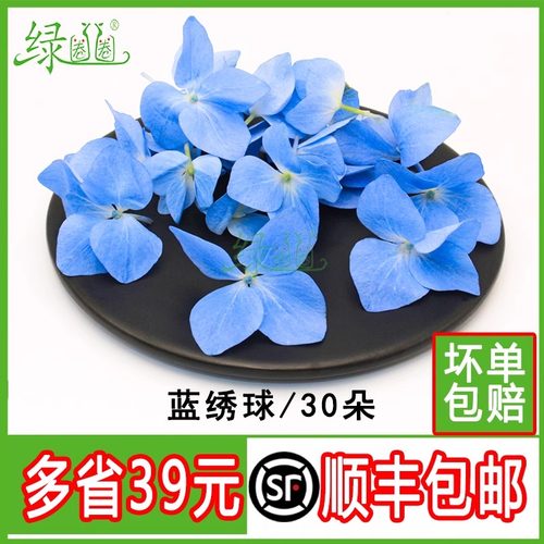 新鲜绣球花花朵蓝色绣球花