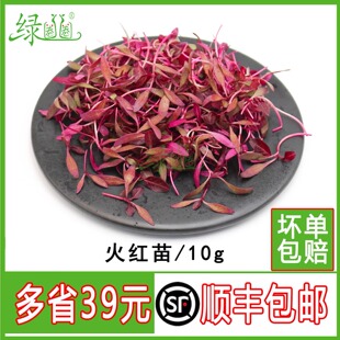 新鲜芽苗菜 火红苗 斯卡纳苗 可食用 西餐冷艺摆盘装饰