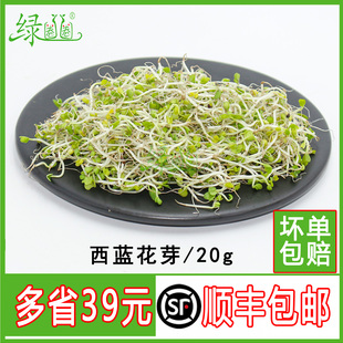 现采西兰花芽 新鲜 西蓝花芽苗  轻食素食凉拌沙拉西餐摆盘装饰