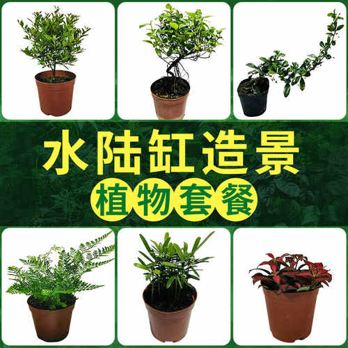 水陆缸造景材料专用生态瓶办公桌绿植防辐射水陆缸植物套餐