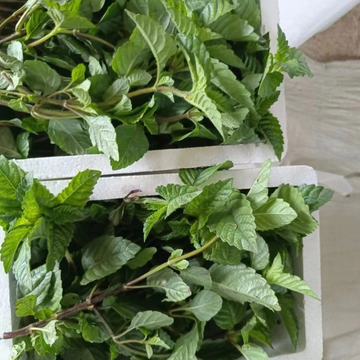 高胶质仙草全叶 仙草干 仙草叶 黑凉粉 草粿草叶子