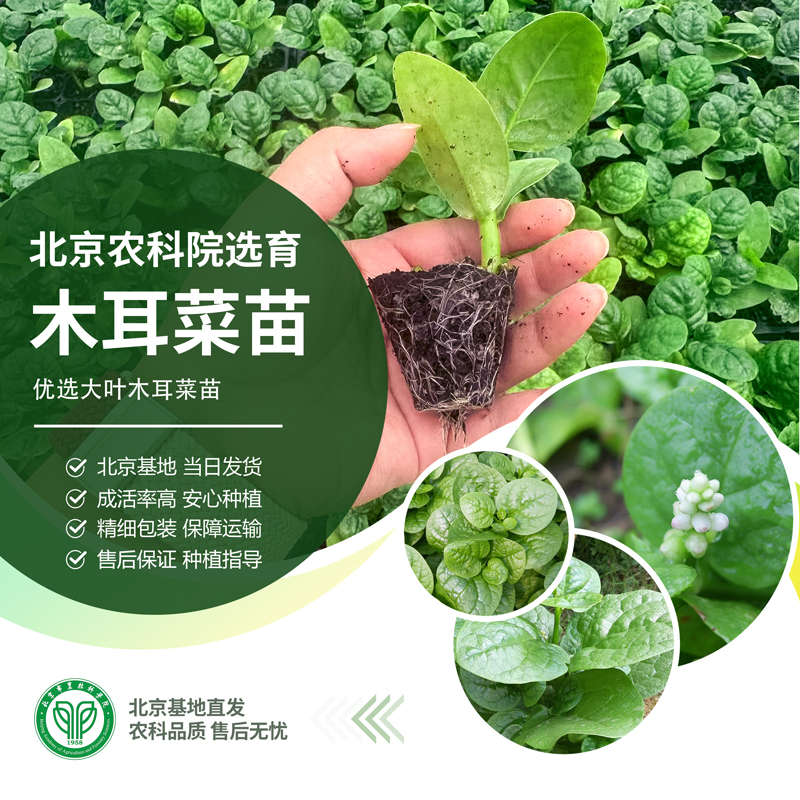 北京农科院圆叶木耳菜苗赏食兼用