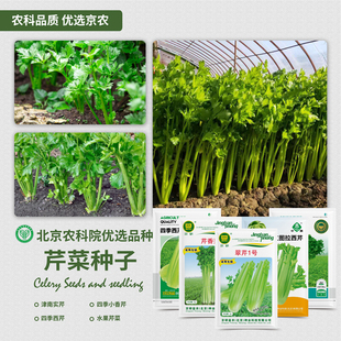 农科院芹菜种子四季香芹皇后西芹苗根芹实芹水果红芹阳台地栽高产