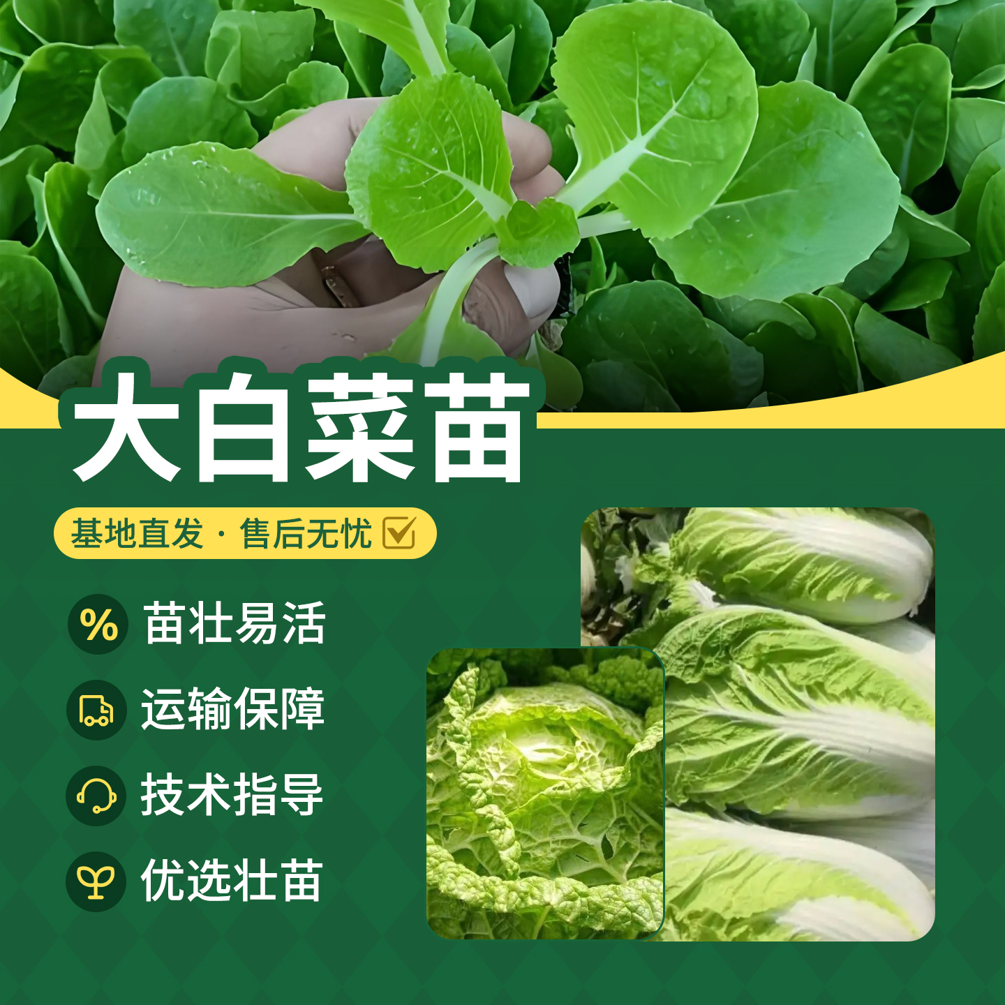 农科院大白菜苗青麻叶二包尖绍菜