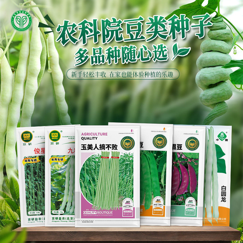 农科院豆角种子无架豆长豇豆扁豆芸豆四季菜豆九粒白黄金勾油豆籽 - 实物图