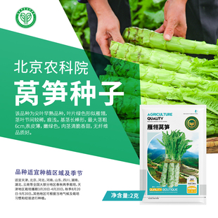 农科院莴笋种子大尖叶香莴苣绿肉无纤维春秋播露地庭院蔬菜种籽孑