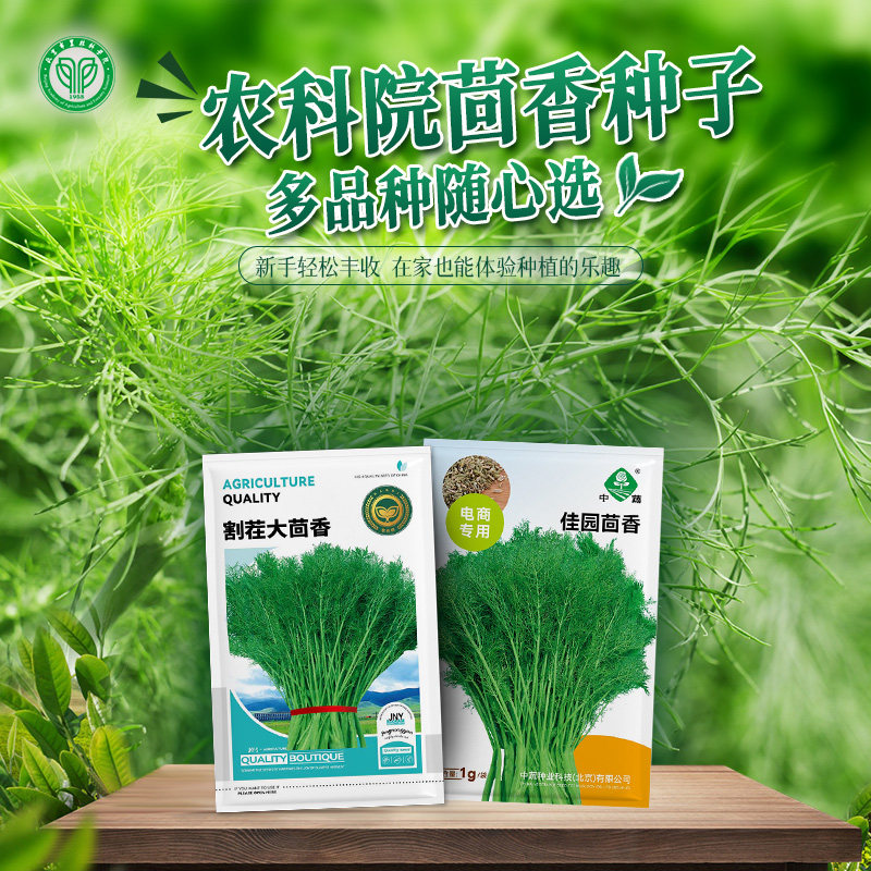 农科院茴香种子割茬茴香球茎茴香耐寒耐热四季阳台盆栽蔬菜种籽孑