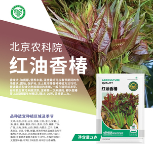 农科院香椿种子红油香椿芽苗菜矮化香椿树苗高产阳台庭院蔬菜籽孑