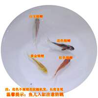 The ornamental fish, the small red grass goldfish, is easy to raise. Cold water ornamental goldfish, live small fish fry, live fish fry, live feed fish thumbnail 5
