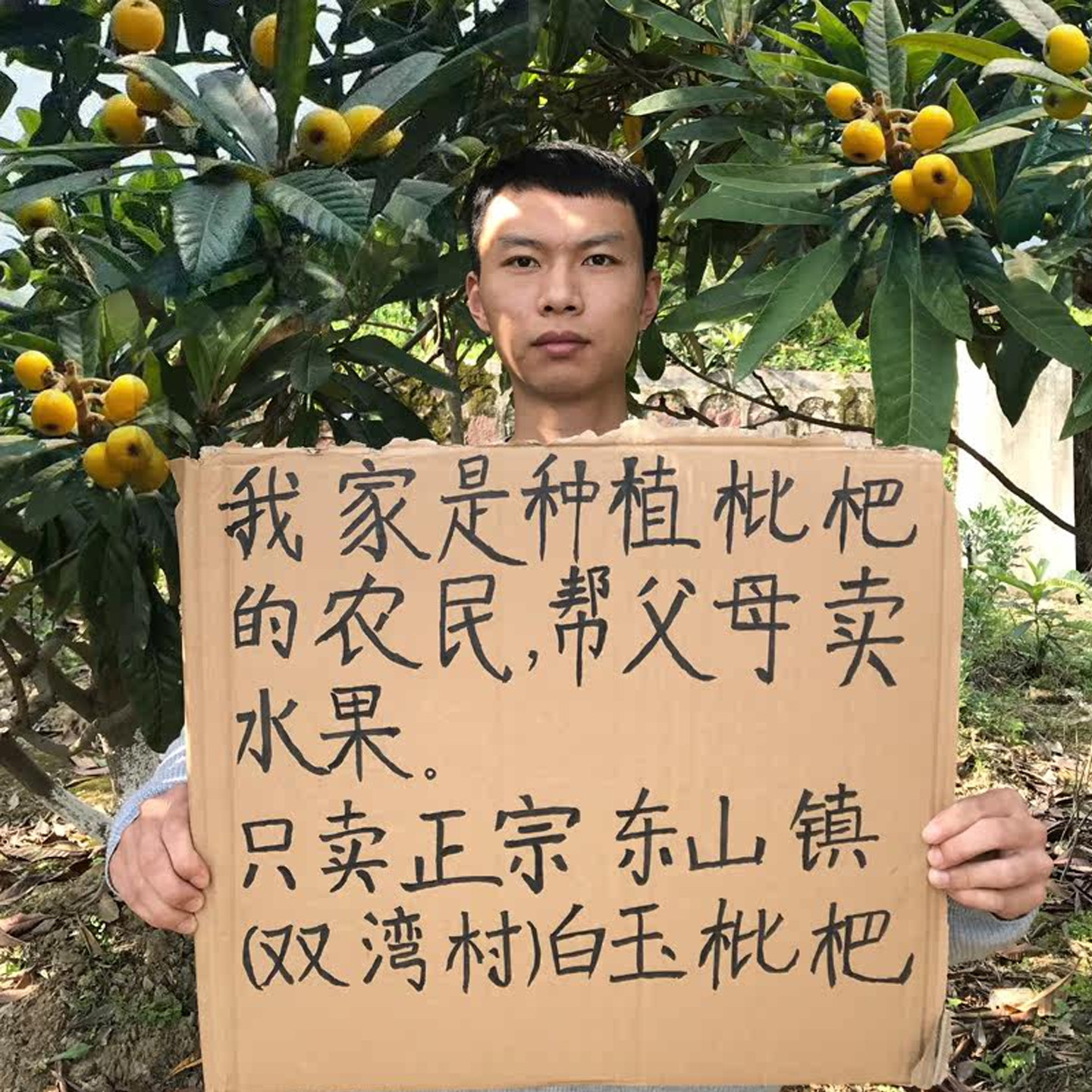 现货正宗苏州东山白玉枇杷超甜